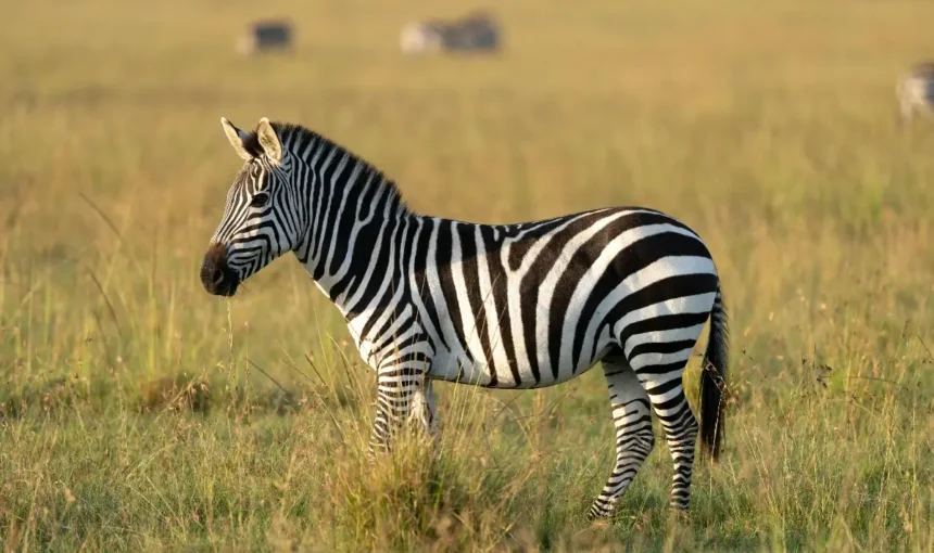 The Ultimate Guide to Everest Base Camp Trek