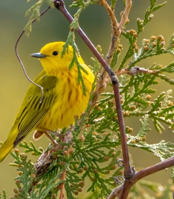 4fcd12e8058c487da3ef7649a8f62f73bbf4dc1e